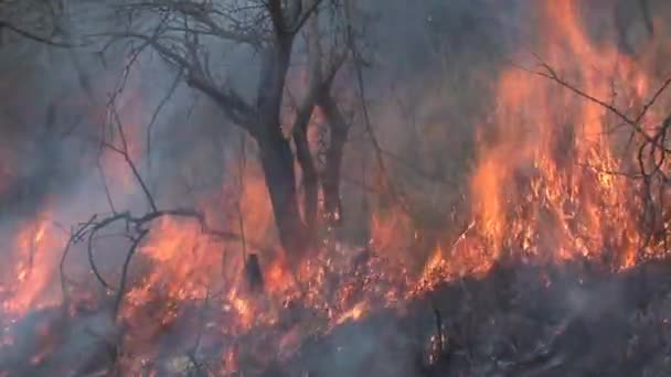 Brush Feu Brûlant Sur Savane — Video