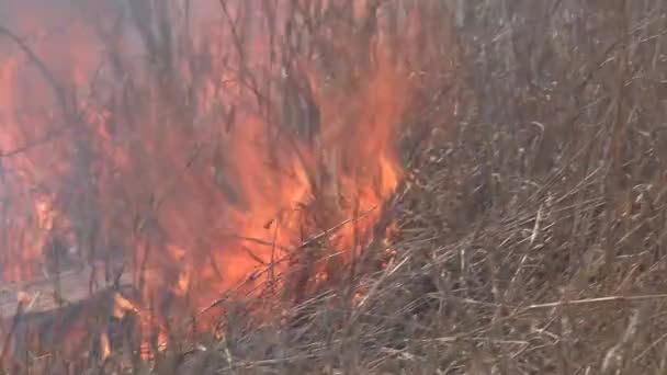 Cepillo Fuego Ardiendo Sabana — Vídeos de Stock