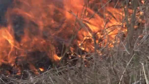 Brush Fire Burning Savanna — Stock Video