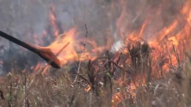 Usar Una Herramienta Para Guiar Fuego Pincel Sabana — Vídeos de Stock