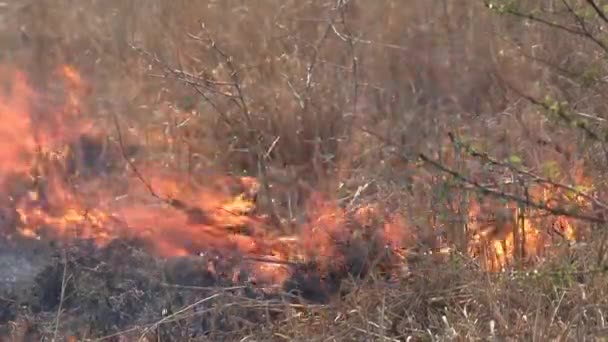 Spazzola Fuoco Che Brucia Sulla Savana — Video Stock