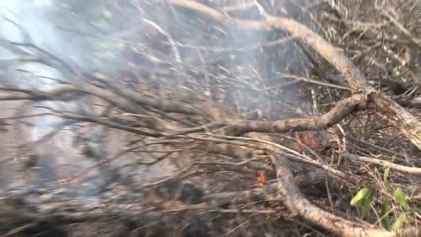 Brush Fire Burning Savanna — Stock Video