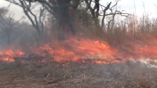 Çalı Çırpı Yangını Ovada Yanıyor — Stok video