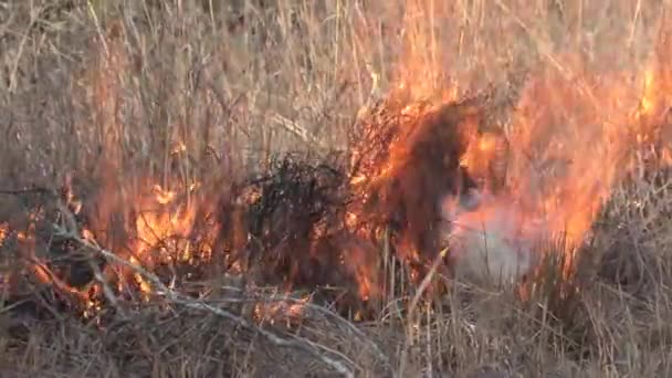 Fogo Escova Queimando Savana — Vídeo de Stock