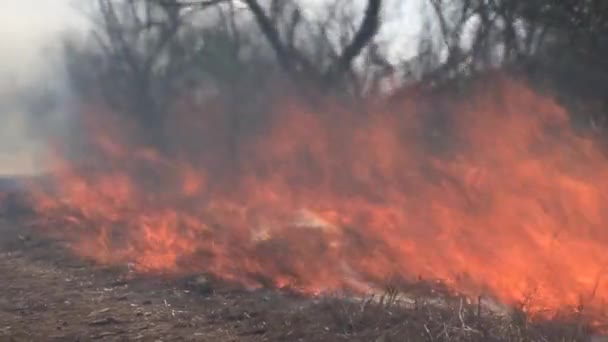 Brush feu brûlant sur la savane