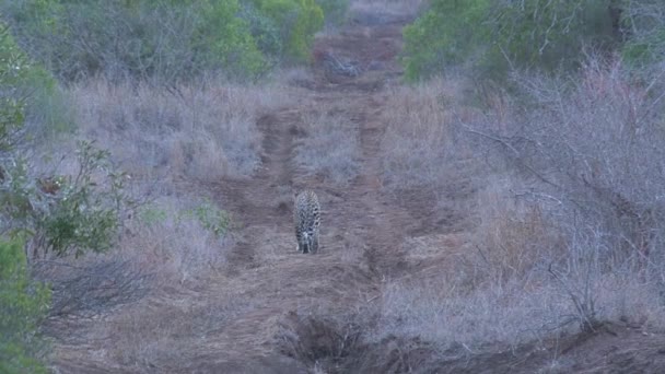 Cheetah Går Genom Savannen — Stockvideo