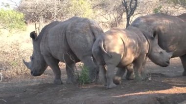 Gergedan sürüsü bozkırda otluyor.