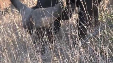 Afrika Bufalosu sürüsü bozkırda otluyor.