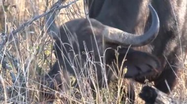 Afrika Bufaloları ovalarda otluyor.