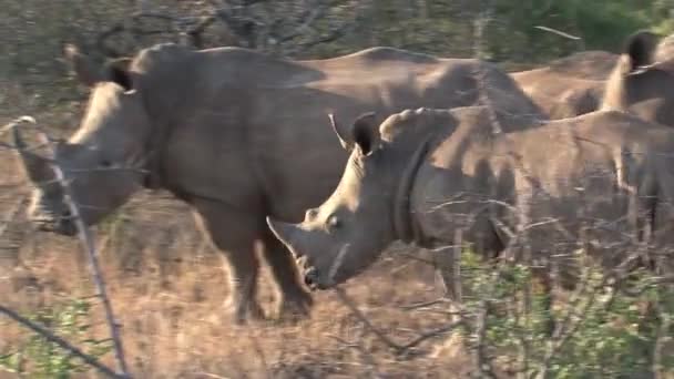 Manada Rinocerontes Pastando Sabana — Vídeo de stock