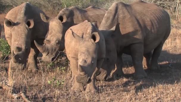 Herd Van Neushoorns Grazend Savanne — Stockvideo