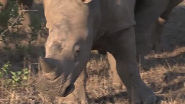 Troupeau Rhinocéros Pâturant Sur Savane — Video
