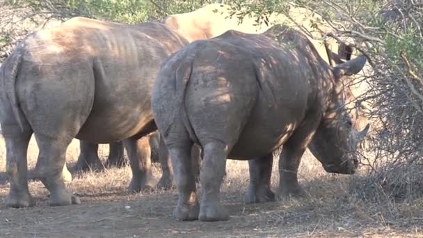 Herd Van Neushoorns Grazend Savanne — Stockvideo