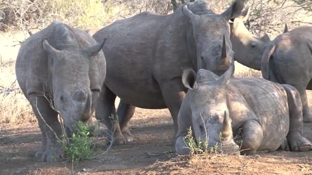 Manada Rinocerontes Pastando Sabana — Vídeo de stock