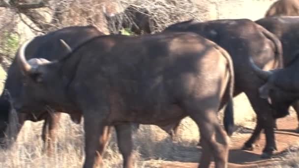 Herd African Buffalo Grazing Savanna — Stock Video