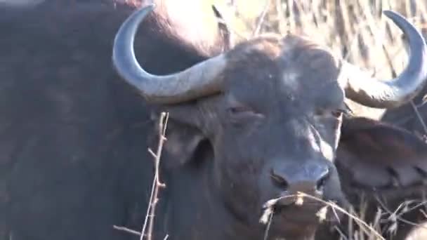 Herd Van Afrikaanse Buffels Grazend Savanne — Stockvideo