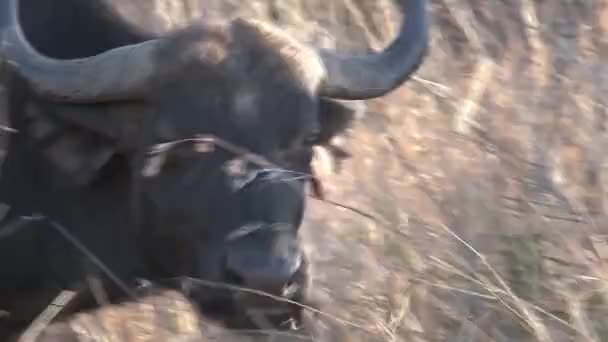 Afrikanischer Büffel Weidet Der Savanne — Stockvideo