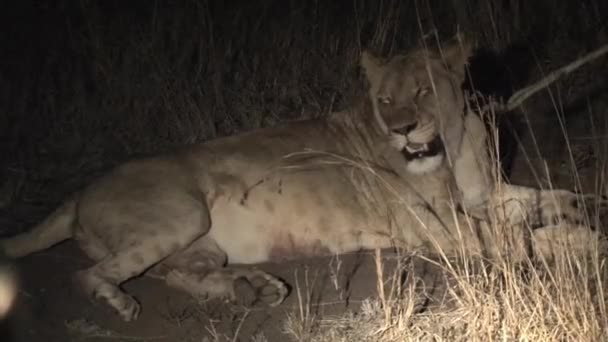 Lioness Resting Night — Stock Video