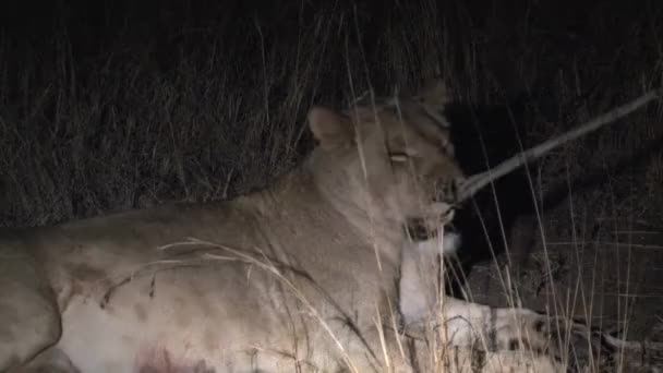 Lioness Resting Night — Stock Video