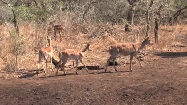 Tre Gazelles Promenader Savannen — Stockvideo