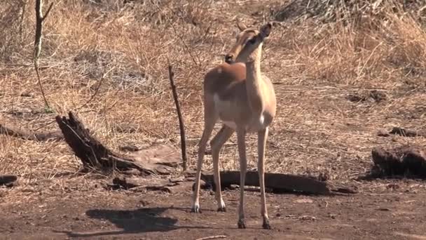 Gasell Står Alert Savannen — Stockvideo