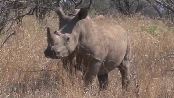 Paire Rhinocéros Broutant Sur Savane — Video