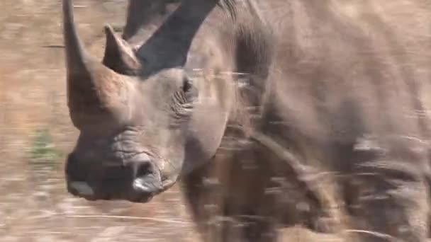 在稀树草原上吃草的犀牛对 — 图库视频影像
