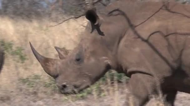 Ζευγάρι Rhinoceroses Βόσκησης Στη Σαβάνα — Αρχείο Βίντεο