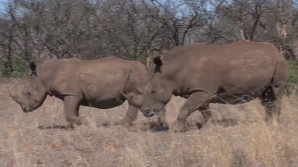 Pair Rhinoceroses Grazing Savanna — Stock Video