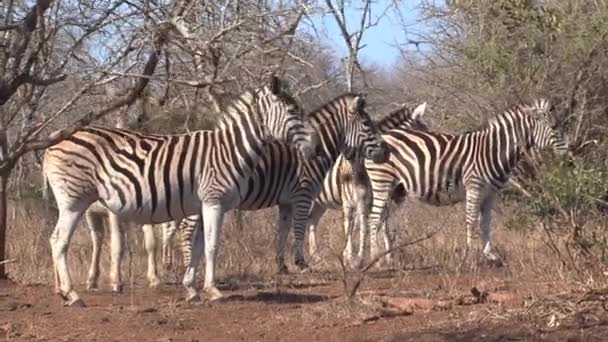 Herd Zebras Grazing Savanna — Stock Video