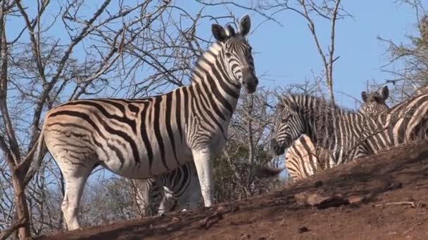 Turmă Zebre Păşunând Savană — Videoclip de stoc