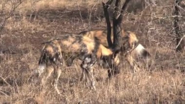 Afrika Vahşi Köpekleri sürüsü bozkırda dinleniyor ve oynuyor.