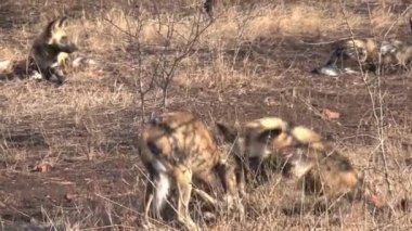 Afrika Vahşi Köpekleri sürüsü bozkırda dinleniyor ve oynuyor.