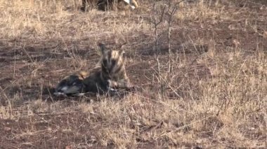 Afrika Vahşi Köpekleri sürüsü bozkırda dinleniyor ve oynuyor.