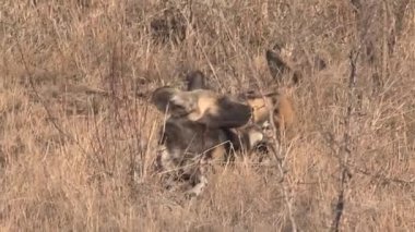 Afrika Vahşi Köpekleri sürüsü bozkırda dinleniyor ve oynuyor.