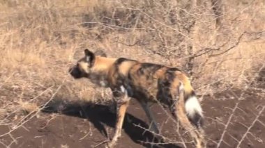 Afrika Vahşi Köpeği bozkırda yürüyor