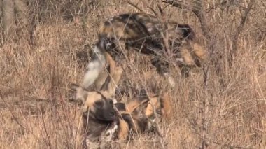Afrika Vahşi Köpekleri sürüsü bozkırda dinleniyor ve oynuyor.