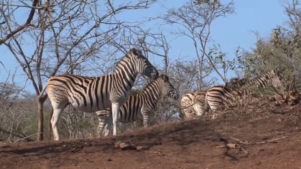 成群的斑马在草原上吃草 — 图库视频影像