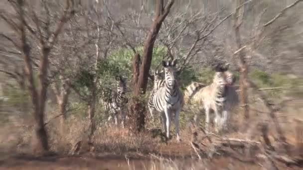 Fotógrafo Fotografa Uma Manada Zebras Com Uma Lente Telescópica — Vídeo de Stock