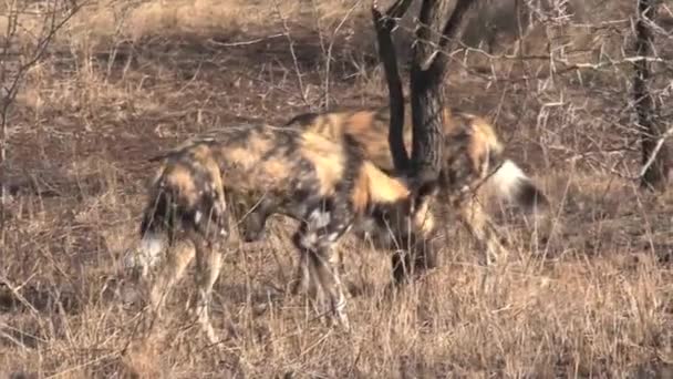 Pack de Chiens Sauvages Africains se reposant et jouant sur la savane