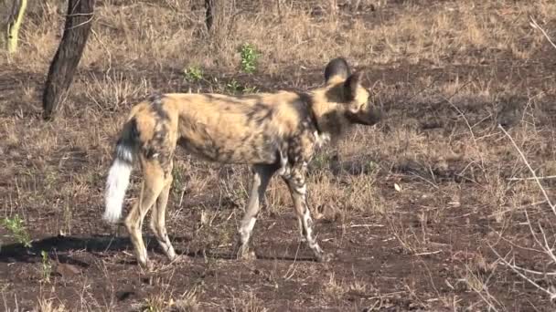 African Wild Dog Stands Savanna — Stock Video