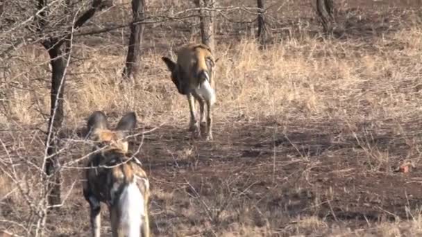 Pack Van Afrikaanse Wilde Honden Rusten Spelen Savanne — Stockvideo