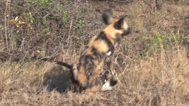 Pack Van Afrikaanse Wilde Honden Rusten Spelen Savanne — Stockvideo
