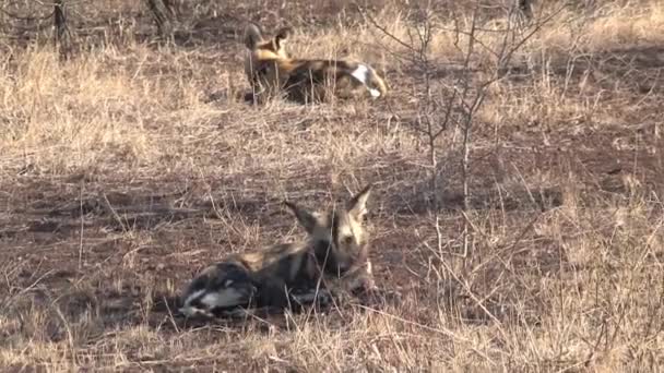 Pack Perros Salvajes Africanos Descansando Jugando Sabana — Vídeos de Stock