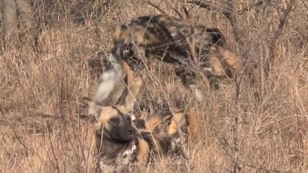 Pack Perros Salvajes Africanos Descansando Jugando Sabana — Vídeo de stock