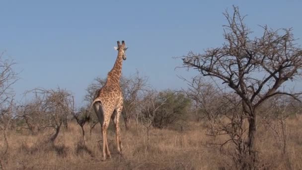 Giraffe Walking Savanna — Stock Video