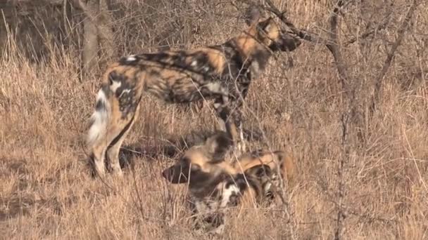 Pack Van Afrikaanse Wilde Honden Rusten Spelen Savanne — Stockvideo