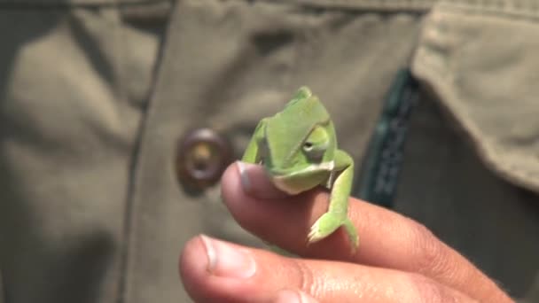 Osoba Držící Jasně Zelený Chameleon — Stock video