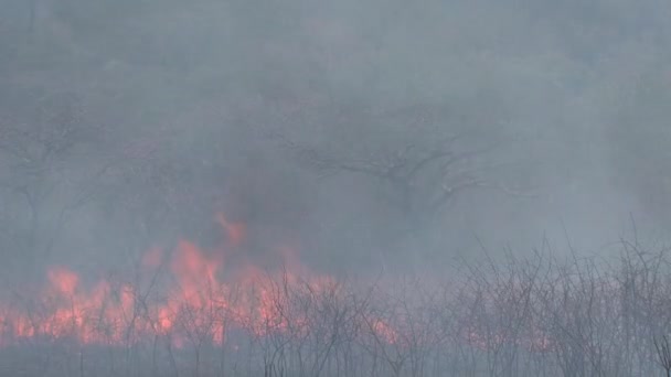 Oheň Savaně — Stock video