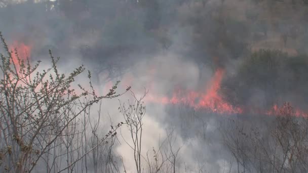 Βούρτσα Φωτιά Καίει Στη Σαβάνα — Αρχείο Βίντεο